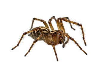 Close-up of a Brown Spider on White Background