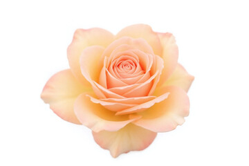 close up of two white roses on a white background