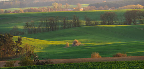 Beautiful spring fields in the Oder river valley in Brandenburg, Germany