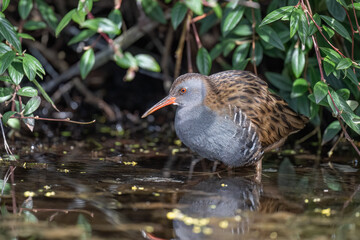 Fototapeta premium Water rail close up in a pond under a bush