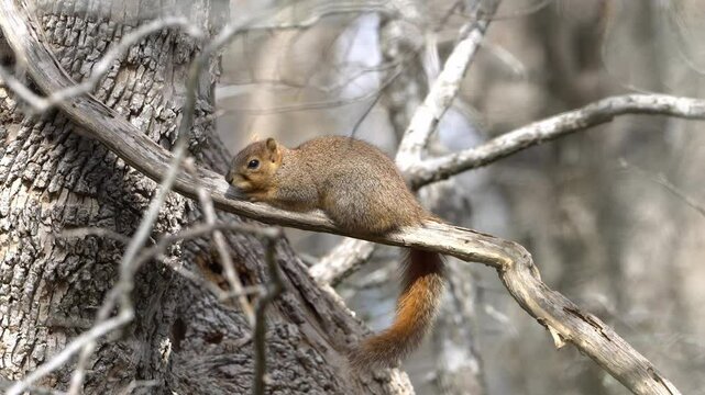 Sunbathing Red Squirrel - Golden Hour, Bare Winter Trees