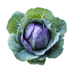 Obraz premium cabbage isolated on white