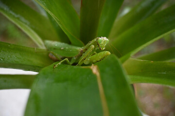 Splendida mantide religiosa verde tra con grandi occhi