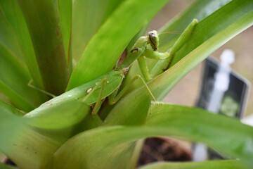 Splendida mantide religiosa verde tra con grandi occhi