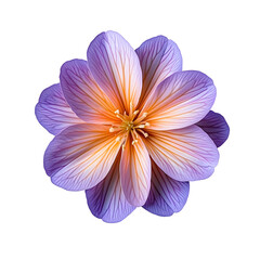 Flor morada
