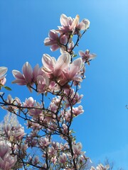 Kwitnące biało- różowe kwiaty Magnolii na tle niebieskiego nieba w słoneczny dzień © Ala