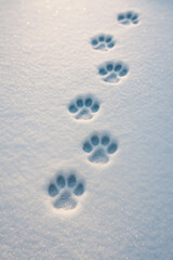 A series of small, detailed cat paw prints leading across a fresh patch of snow on a crisp, sunny morning