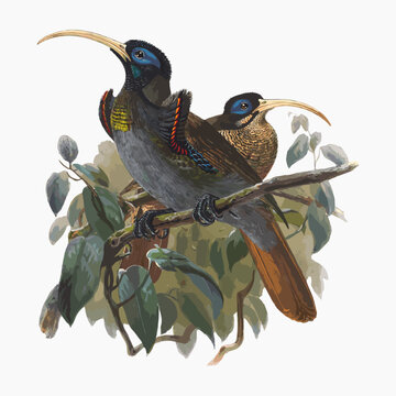 Drepanornis Bruijni, Oustalet. from Monograph of the Paradiseidae, vintage bird illustration vector. Remixed by rawpixel.