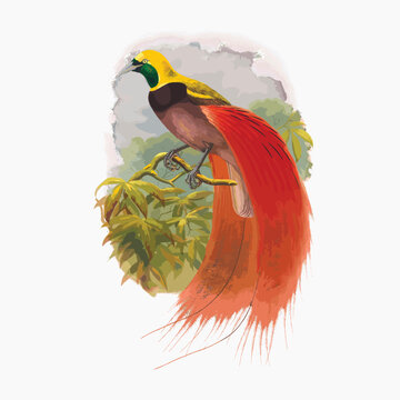 Paradisea Intermedia, Devis. from Monograph of the Paradiseidae, vintage bird illustration vector. Remixed by rawpixel.