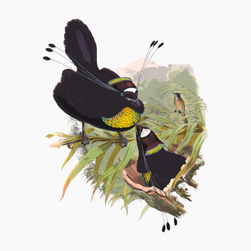 Parotia Sexpennis (Bodd). from Monograph of the Paradiseidae, vintage bird illustration vector. Remixed by rawpixel.