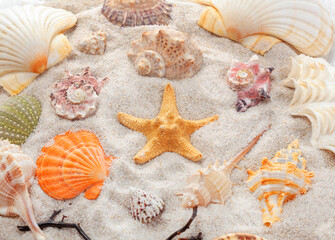 Unique and beautiful seashells, corals, and a starfish arranged on sand.