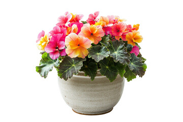 Vibrant flowers bloom in a textured pot. Pink, orange, yellow petals complement the dark green leaves. Isolated on transparent background