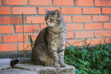 Obraz premium Portrait of a cute tabby home cat sitting on a concrete block, red bricks house wall background. Relaxed pet enjoys fresh air and looking for adventure.