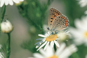 Beautiful butterfly on the daisy flower. Macro photography. Ideal for nature background, wallpaper