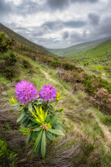 Closeup of vibrant purple rhododendron flowers set against a picturesque Silent Valley Reservoir that is surrounded by rolling hills of Mourn Mountains and a moody, dramatic sky, Northern Ireland