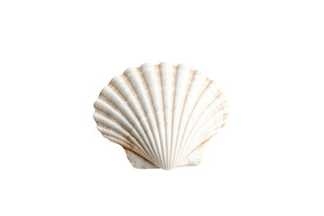 Obraz premium PNG Natural scallop sea shell with ribbed pattern