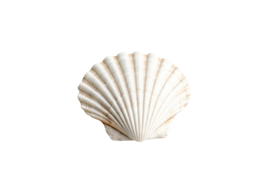 PNG Natural scallop sea shell with ribbed pattern