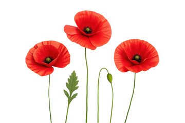 Obraz premium PNG Three vibrant red poppies with leaves and buds