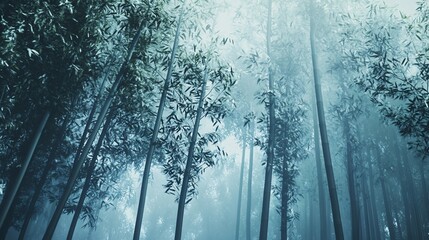 Naklejka premium Tall trees in a forest with fog or mist creating a moody atmosphere.
