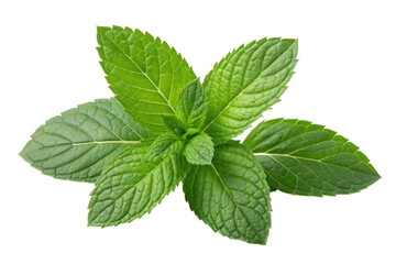 PNG Fresh green mint leaves with vibrant texture and detail