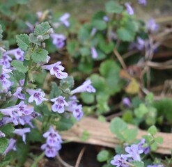 Ground ivy in Spring
