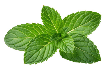 PNG Fresh green mint leaves displaying detailed vein patterns
