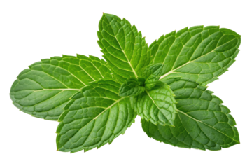 PNG Fresh green mint leaves displaying detailed vein patterns