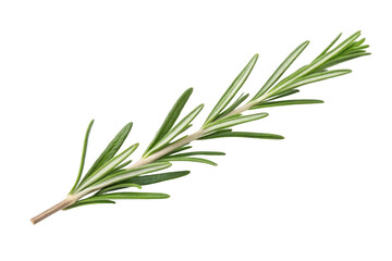 Fototapeta premium PNG Fresh green rosemary herb sprig on white