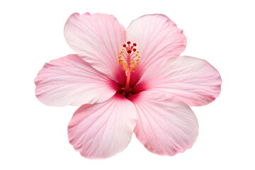 PNG Elegant pink hibiscus flower with delicate petals and stamen in full bloom
