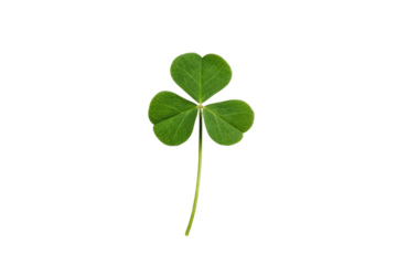 PNG Close-up of a three-leaf green clover on black