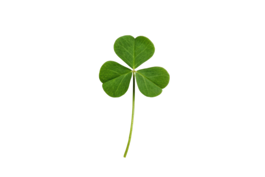 PNG Close-up of a three-leaf green clover on black