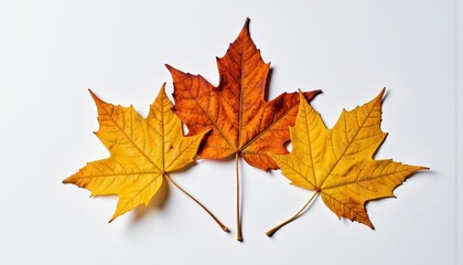 Fototapeta premium Colorful autumn leaves arrangement against white background 