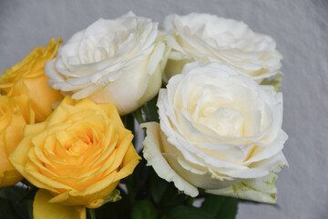 黄色と白のばら