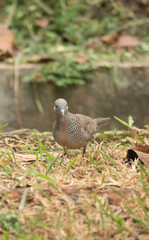 Two small doves, their feathers a muted canvas of brown and subtle stripes, foraged quietly in the damp grass. They moved with a gentle, rhythmic bob, their heads dipping to peck at unseen seeds and i