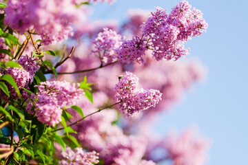 Blooming lilac with a small bee on a blue sky background