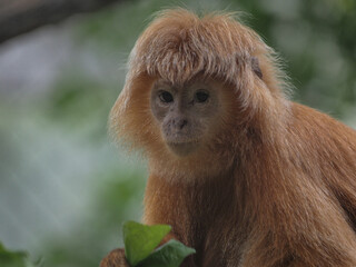 Javan Luntung (Trachypithecus auratus),