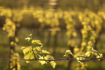 foglie di vite in primavera