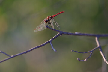 una libellula al tramonto in estate