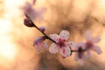 fiori di pesco in primavera al tramonto