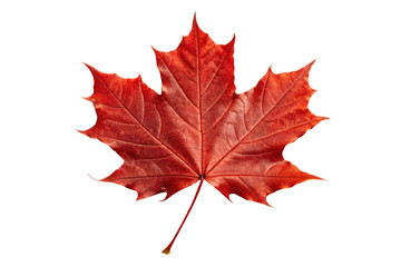 Obraz premium PNG Vibrant red maple leaf with intricate veins displaying autumn elegance