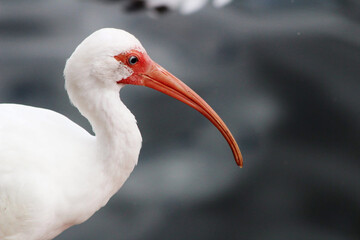 White ibis bird