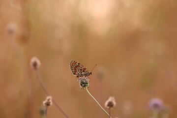 una farfalla melitaea al tramonto