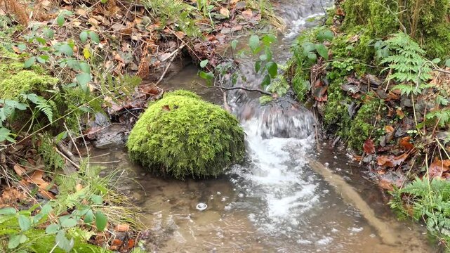 Bach im Wald