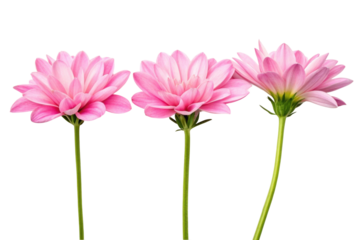 PNG Three pink daisies in full bloom showcasing delicate petals and graceful stems