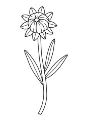 Closed wildflower bud with sepals, line art style. Blooming wild plant coreopsis, meadow flower, contour. Botanical elements for design projects, ink outline. Detailed floral vector illustration