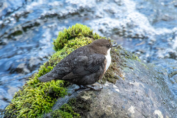 White Throated Dipper (Cinclus cinclus)