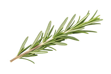 Fototapeta premium PNG Fresh rosemary herb