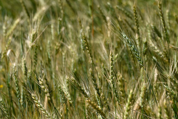Golden wheat sways gently in the warm afternoon breeze under the vast blue sky of a rural countryside