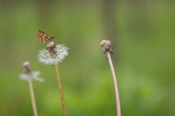 una farfalla melitaea al tramonto
