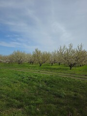 A close-up of a tree